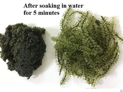 Yeahgoshopping Dried Sea Grapes, Fresh Organic Seaweed, Umibudo, Dehydrated Caulerpa Lentillifera to Eat with Salad, Sushi, Meat and Fish - 100% Natural Green (100gram/ 3.52 Oz)