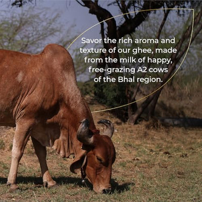 Sarthak Satvik A2 Cow Ghee Grass Fed Clarified Butter, 16.90 Oz Unsalted and Original, Ancient Bilona Made, Free Grazing, Desi Ghee, Pasture Raised Indigenous Breed Cows, Sustainably Sourced, 500 ml