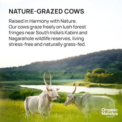 Grass Fed A2 Ghee 23 oz (700 ml) – Bilona Desi Cow Clarified Butter | Lactose Free, Pasture Raised by Organic Mandya