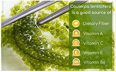 Yeahgoshopping Dried Sea Grapes, Fresh Organic Seaweed, Umibudo, Dehydrated Caulerpa Lentillifera to Eat with Salad, Sushi, Meat and Fish - 100% Natural Green (100gram/ 3.52 Oz)